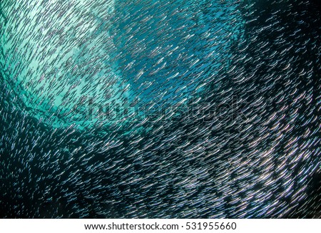 Fish shoal underwater landscape