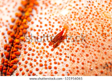 Orange fish underwater and fish eggs