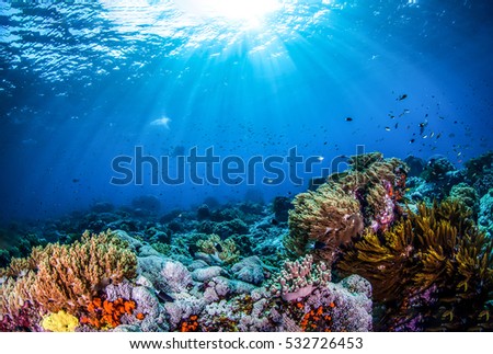 Underwater world landscape, underwater coral