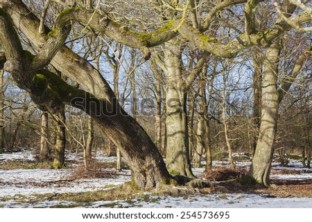 Winter Trees in Frozen Barren Landscape for textures, sillhouettes and backgrounds
