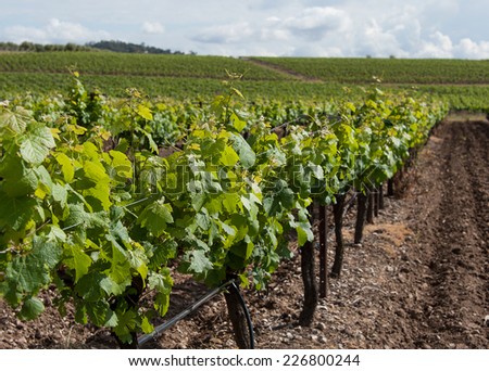 row of grapes, vineyard, hunter valley, australia