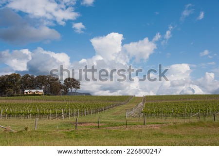 winery farm, vineyard in hunter valley, nsw , australia