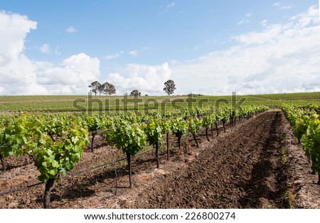 vineyard row of grapes, hunter valley, new, australia
