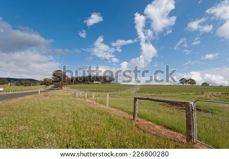 vineyard, hunter valley, nsw, australia