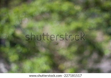 abstract green bokeh background from green tree in the sun