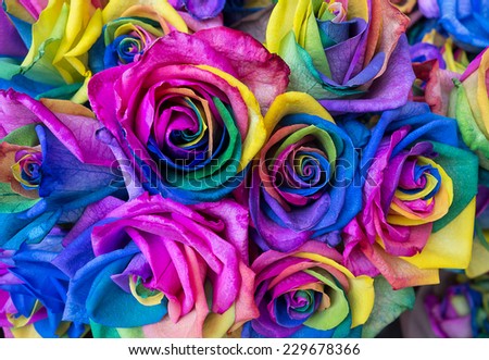 bouquet of colored roses, rainbow roses with multicoloured petals