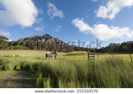 horse in farmland of Mount Roland, Tasmania, Australia