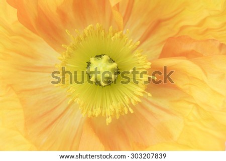 Yellow poppy flower close up with soft focused background