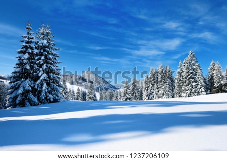 Winter in Bavaria, fir trees and mountains covered by snow, bright sunshine, blue sky