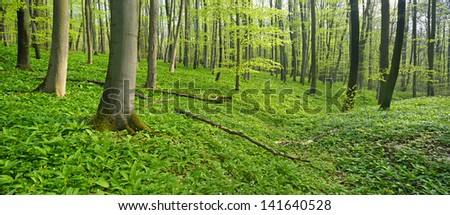 Wood Garlic Covers Forest Floor in Natural Beech Tree Forest, panorama made from 2 D800 images