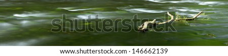 Tree Trunk in Flowing Water of Clear Forest River