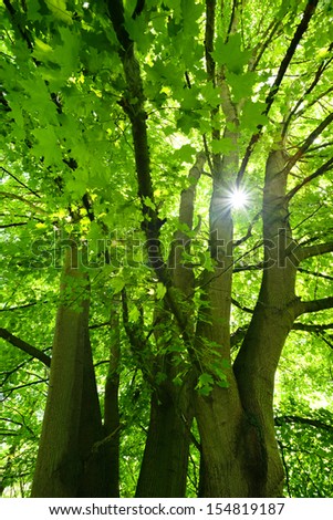 Sunbeam through Big Green Maple Tree