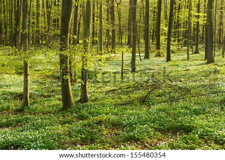 Beech Tree Forest in Early Spring, Forest Floor Covered by Wood Anemones
