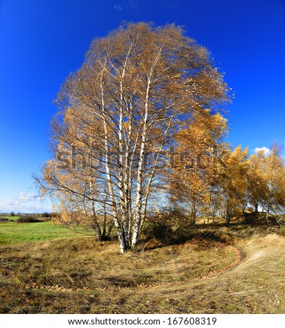Birch Trees Bent by Wind in Autumn Landscape
