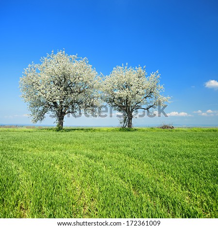 Cherry Trees Blooming on Green Field in Spring Landscape