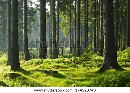 Sunlit Spruce Tree Forest