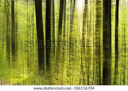 Abstract Image of Sunny Beech Tree Forest intentionally blurred by camera movement