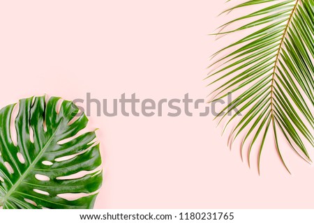 Tropical palm leaves Monstera on pink background. Flat lay, top view minimal concept.