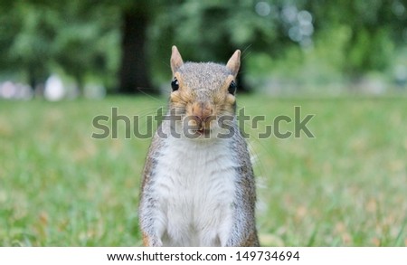 Close up of cute Grey squirrel with bushy tail on grass