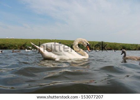 Mute swans swimming on river