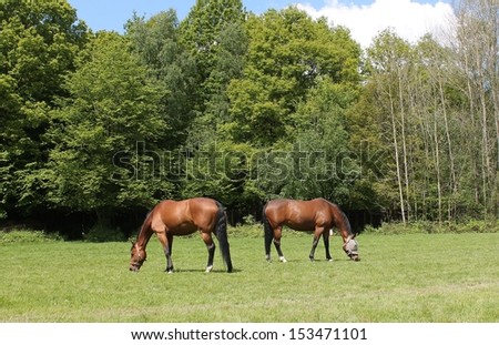 Horse feeding grazing in paddock field