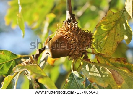 seasonal Acorn growing on tree branch of oak tree