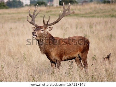 Male Red deer stag calling grunts in field to attract females