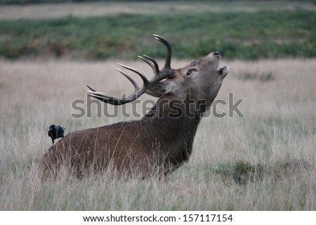 Male Red deer stag calling grunts in field to attract females