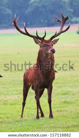 majestic proud red deer stag in open clearing alert at noise