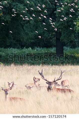 red deer male stags and females with flock of birds flying past