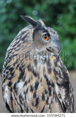 Great horned eagle owl with orange eyes portrait outside