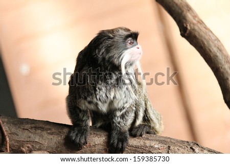 Rare Emperor Tamarin monkey from the Amazon jungle