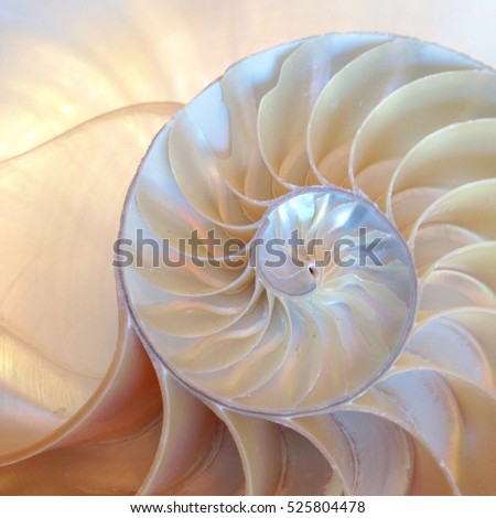 nautilus shell symmetry Fibonacci half cross section spiral golden ratio structure growth close up back lit mother of pearl close up