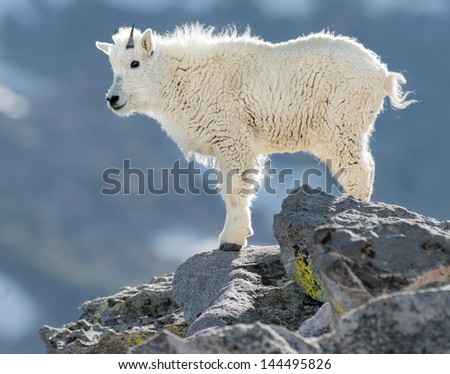 Mountain Goat on Rock Outcropping