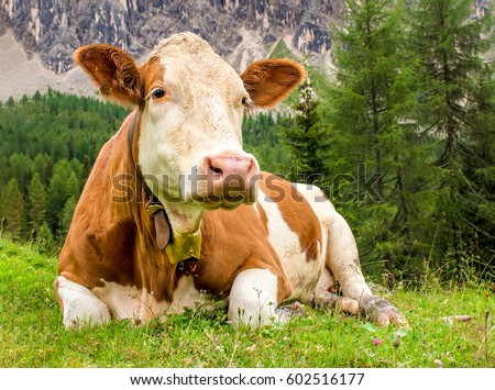 Cow portrait. Cow lying on mountain grass