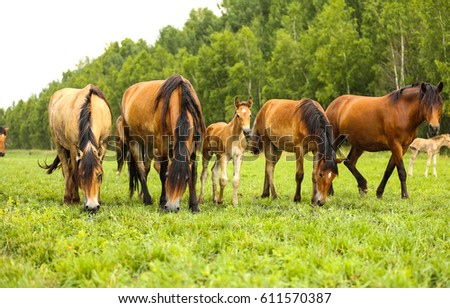 Horse herd, mare and foal grazing in horse farm