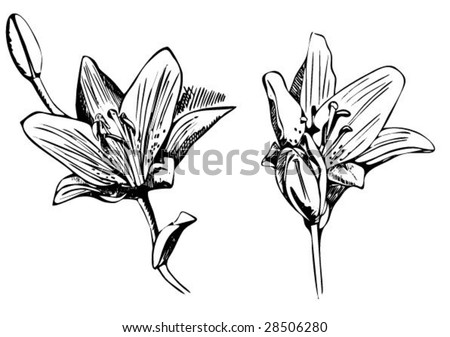stock vector drawing lilies