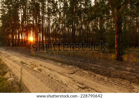 Forest track on the dawn