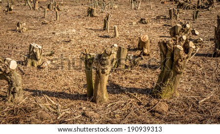 a bunch of chopped down trees in a dull and grey environment representing an ecological desaster