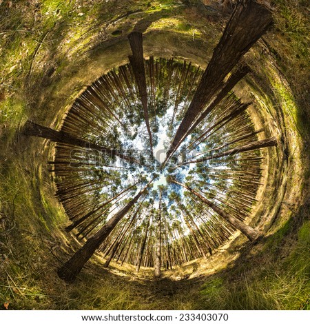 stereographic view of a pine forest - eye of the forest