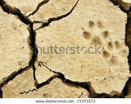 paw print on desert ground