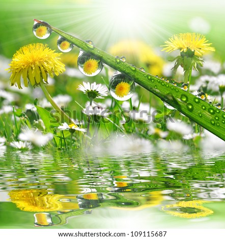 Fresh grass with dew drops in the background of the daisies and dandelions