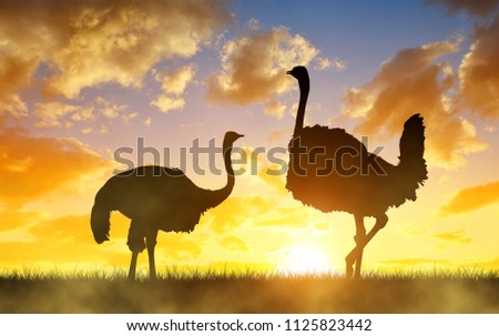 Silhouette the two ostrich on the savanna in the orange sunset sky. African wild animal.