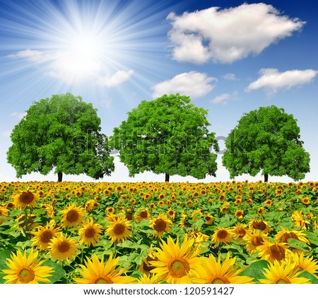 Spring trees on sunflower field