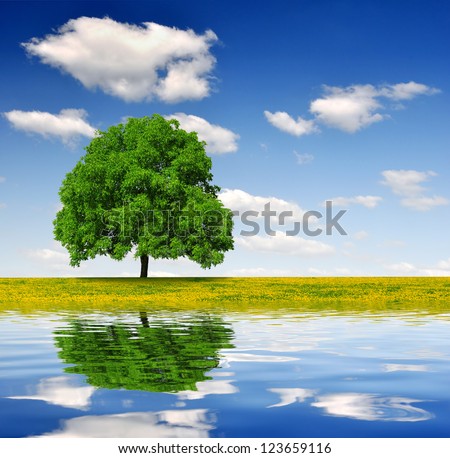 Spring tree on dandelions field mirrored on water level