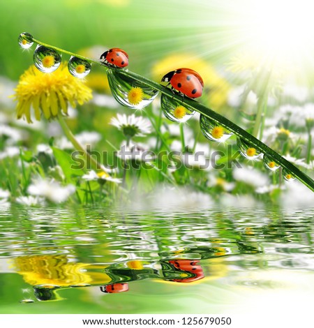 dew drops with ladybugs