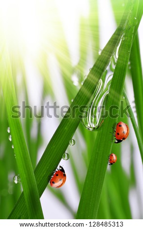 Fresh morning dew and ladybugs