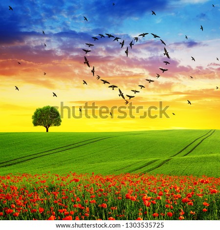 Silhouette of birds flying in heart formation at sunset sky.Spring landscape with blooming poppy field.