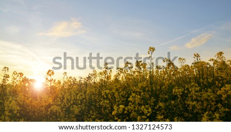 Flower of a rapeseed ( Brassica napus ) against setting sun. Spring field at sunset.