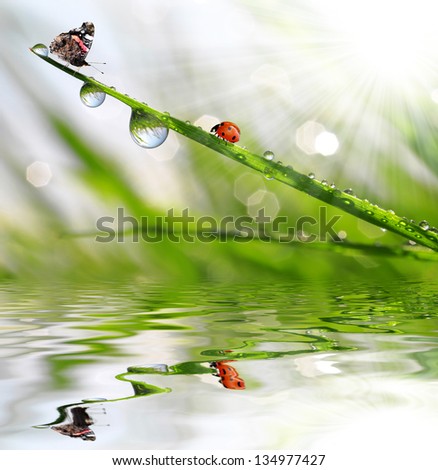 fresh morning dew with butterfly and ladybird